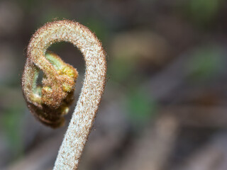 Bracken Fern Fiddlehead