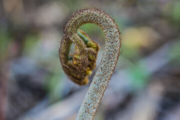 Closeup of Young Bracken Fern