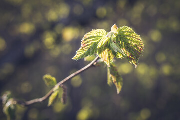 Beaked Hazel in Spring