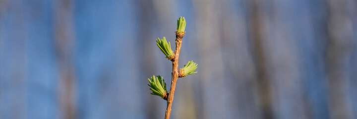 Young Tamarack Needles in Spring