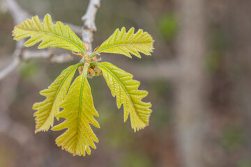 Spring Bur Oak Leaves Closeup