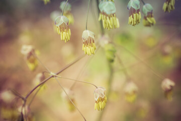 Early Meadow Rue Flowers