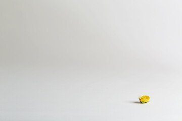 Little yellow flower on an off white background
