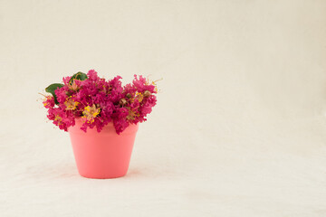 Crape myrtle flowers bouquet in pink pot with copy space