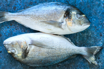 Fresh two raw dorado fish on a blue stone background. Selective focus. Overhead view.