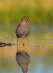 Water Rail - Rallus aquaticus