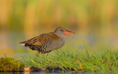 Water Rail - Rallus aquaticus
