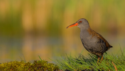 Water Rail - Rallus aquaticus