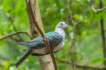 Green Imperial Pigeon