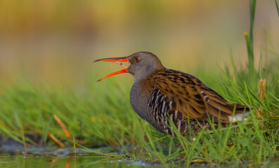 Water Rail - Rallus aquaticus