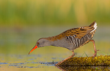 Water Rail - Rallus aquaticus