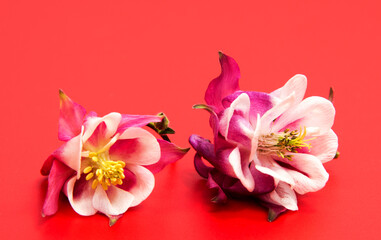 Obraz na płótnie Canvas Beautiful daisy flowers isolated on red background cutout