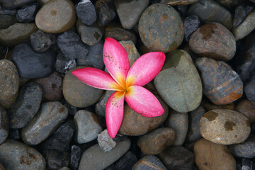 Fototapeta na wymiar Pink flower / Pink flower on round rocks