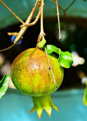 Green pomegranate seedlings on a natural plant free of chemicals. Natural backdrop 