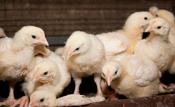 Chickens broilers in a cage in a poultry farm