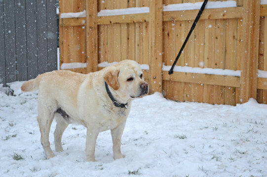 English Labrador Retriever in the snow