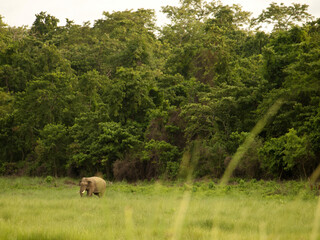 Chitwan National Park