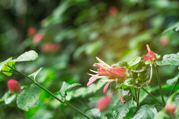 Flowers after rain.
