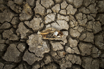 Climate change concept, Dead fish on cracked earth
