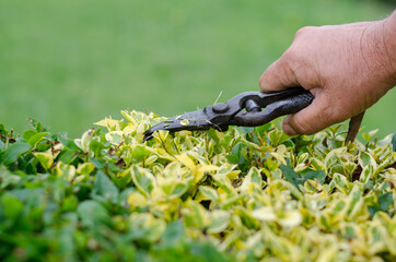 farming, gardening, agriculture, harvest and people concept - hands of senior farmer with secateurs at farm greenhouse