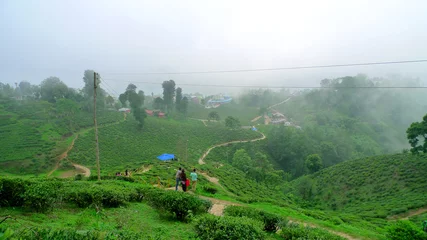 Selbstklebende Fototapete Nepal Ilam Teegarten, Nepal