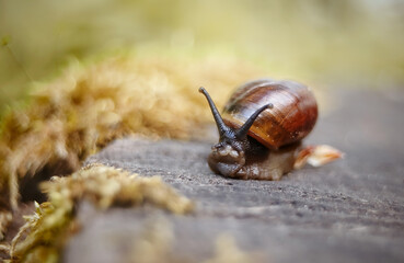 A small brown snail