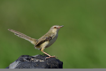 Plain Prinia (Prinia inornata) lovely brown bird perching on black dirt pole with tail wagging up, exotic nature