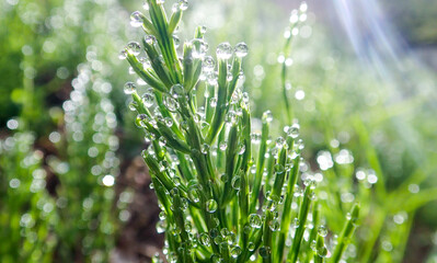 dewdrops on the grasses 