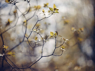 Spring branches
