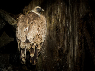 Bird Cinereous vulture