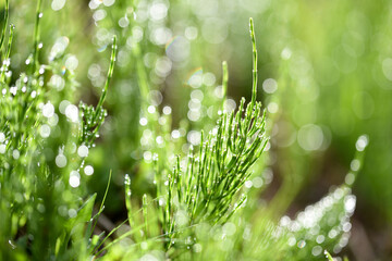 dewdrops on the grasses 