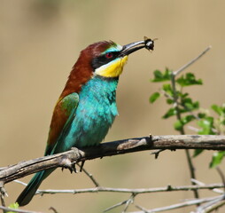 European bee-eater, Merops apiaster