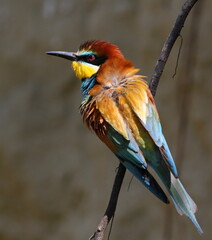 European bee-eater, Merops apiaster