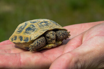 Turtle on the palm. Little steppe tortoise in spring, Almaty, Kazakhstan
