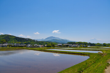 Fototapeta premium Mt. Fuji & rice fiield 5