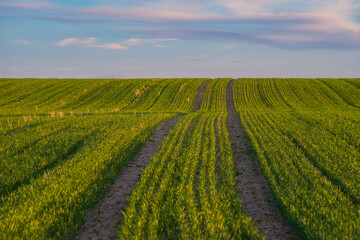 Tire tracks leaved on a springtime field under sunset sky