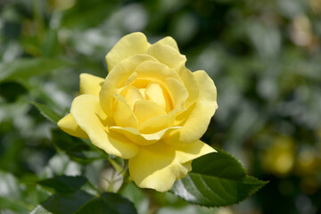 黄色いバラ