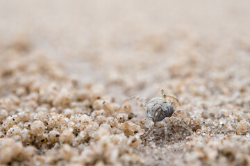 Ghost crab eating on sand beach, Close to their holes
