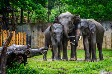 elephant family in the rain at the zoo, Myanmar, may-2017 © AungMyintMyat