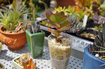 寄せ植えの多肉植物