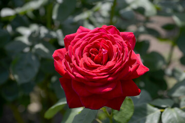 赤いバラ