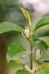 White Champaka are blooming on tree. (Michelia alba DC.)