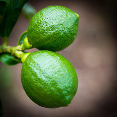 two green lemons