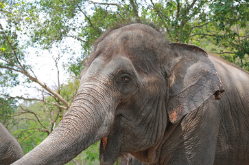 Naklejka premium Closeup an asian Elephant.