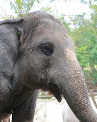 Fototapeta premium Closeup an asian Elephant.