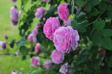 Pink rose in a summer garden