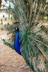 Obraz premium Beauty of peacock