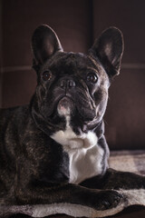 Portrait of a French bulldog