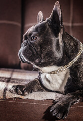 Portrait of a French bulldog