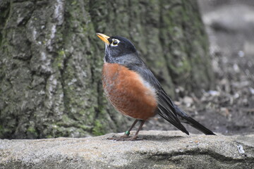 Robin